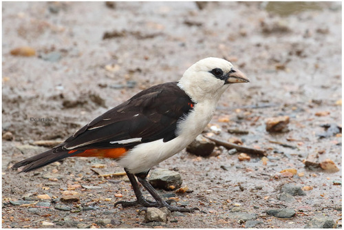 White-headed Buffalo-Weaver