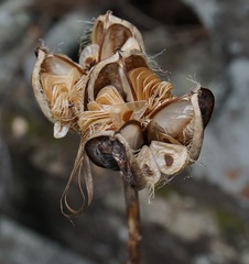 Cardiocrinum