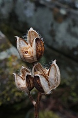 Cardiocrinum