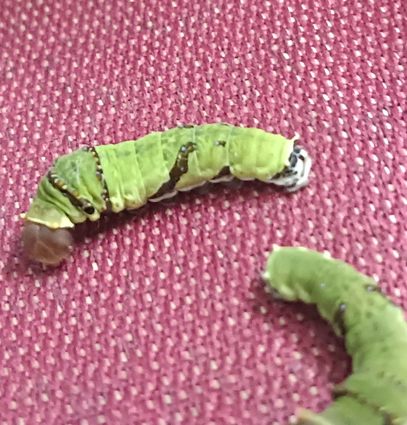 Lime Swallowtail