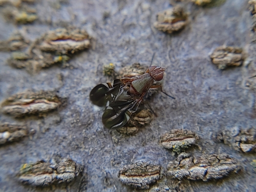 Unknown species found near Meridian, ID 83646, USA