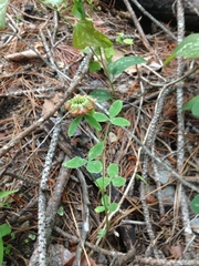 Trifolium reflexum