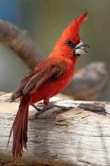 Cardinalis phoeniceus