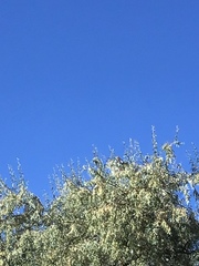 Falco sparverius