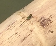 Orthetrum sabina