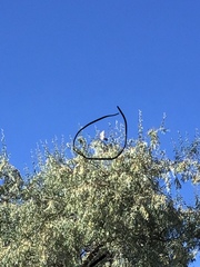 Falco sparverius