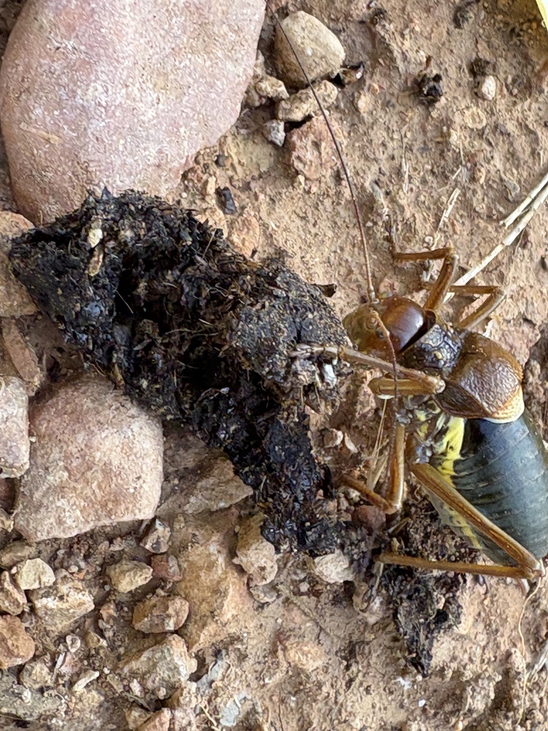 Exposed Saddle Bush-cricket