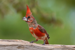 Cardinalis phoeniceus