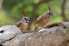 Cardinalis phoeniceus
