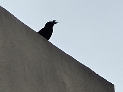 Crested Myna