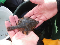 Platichthys stellatus