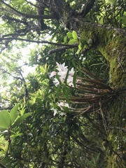 Dendrobium moniliforme, photograph author not stated, no rights reserved