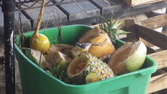 Coereba flaveola caboti