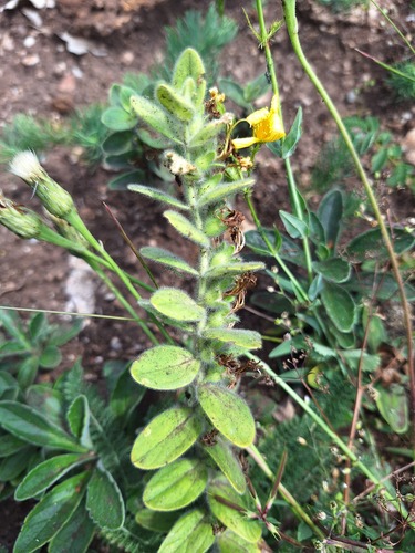 Ajuga laxmannii