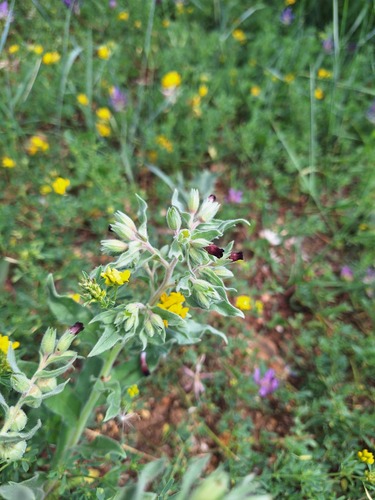 Brown Monkwort