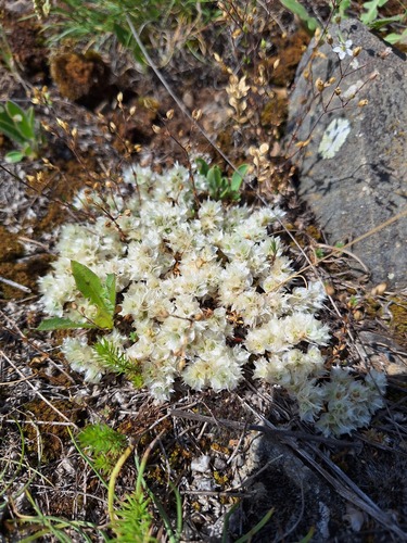 nailwort