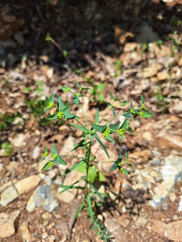Torino Spurge