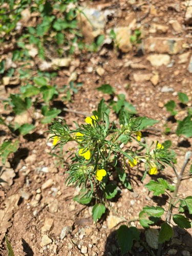 Ground-pine