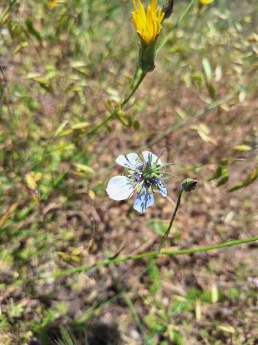 Field Love-in-a-mist