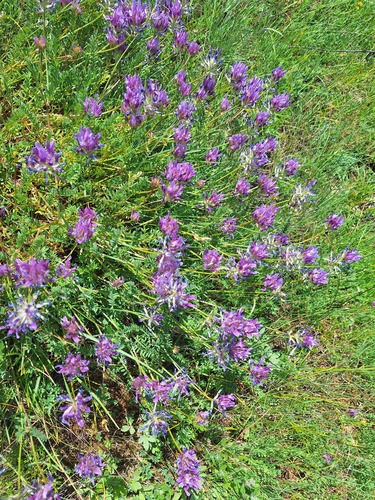 saintfoin milk vetch