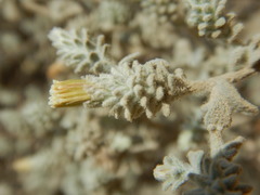 Brickellia nevinii