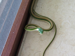 Leptophis mexicanus
