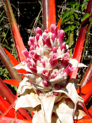 Bromelia balansae