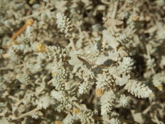 Brickellia nevinii
