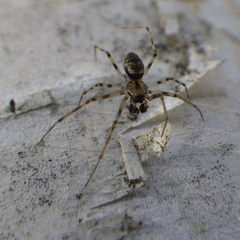 Drapetisca alteranda