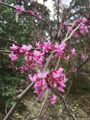 Cercis canadensis texensis