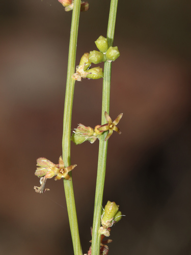 western stackhousia (Stackhousia muricata)