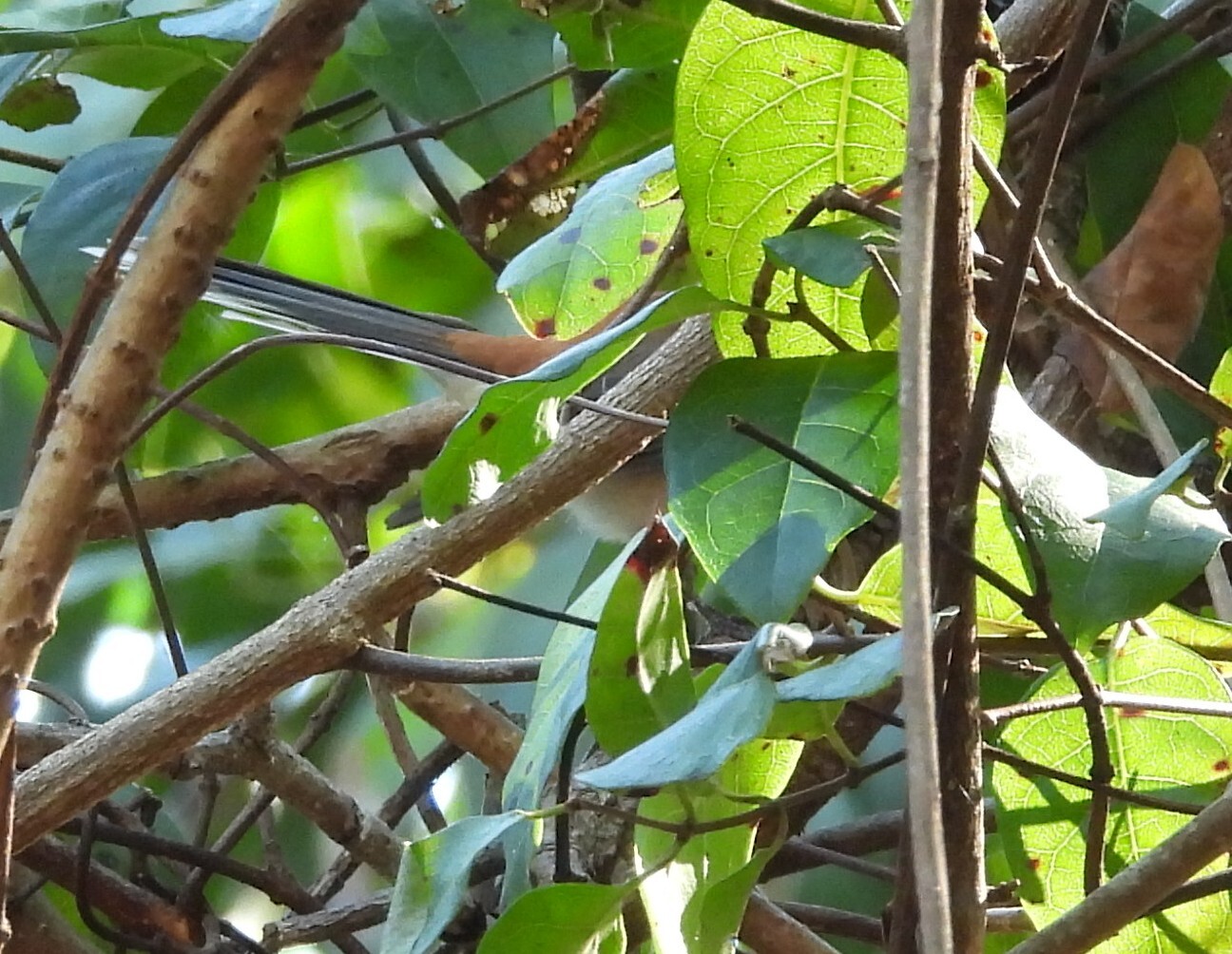 Arafura Fantail illustration