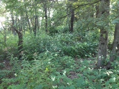 Polymnia canadensis radiata