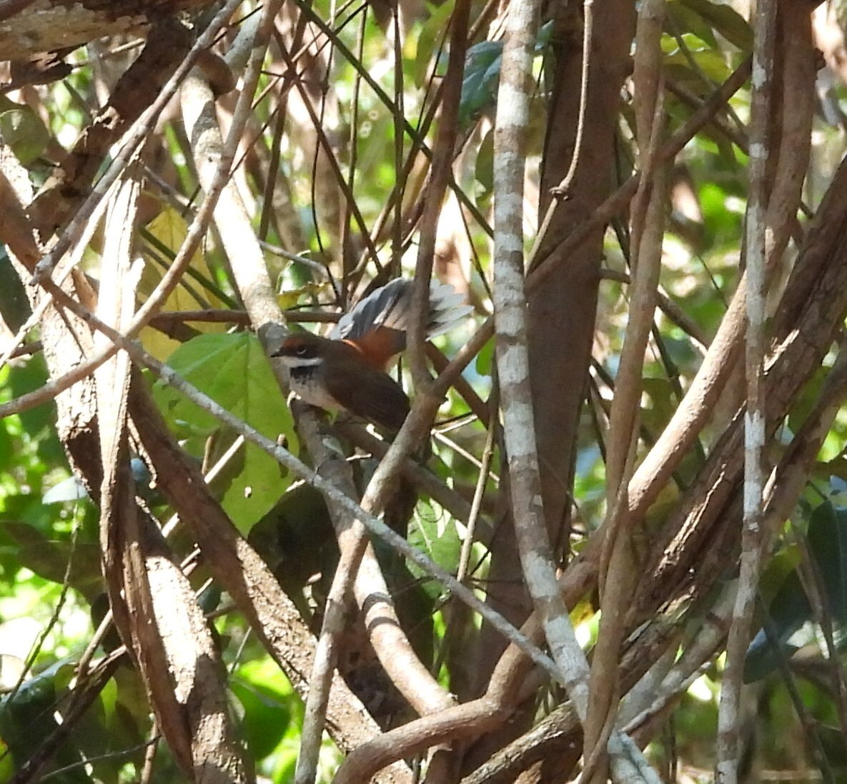 Arafura Fantail (Rhipidura dryas), photo 3