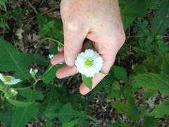 Polymnia canadensis radiata