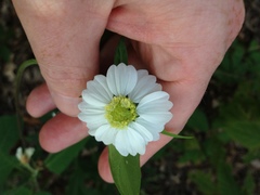Polymnia canadensis radiata