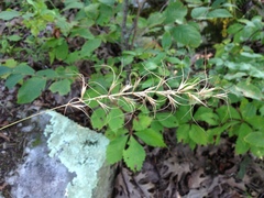 Elymus churchii