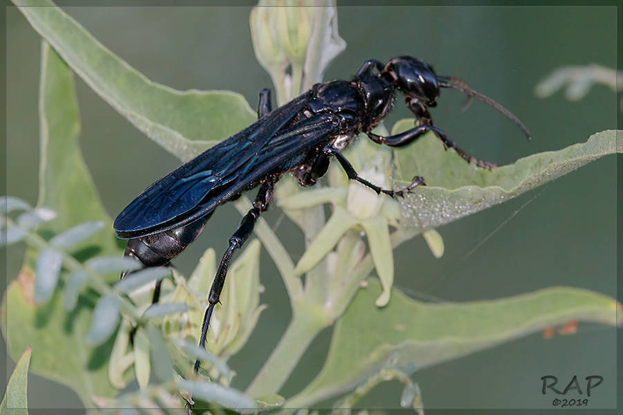 Dynatus burmeisteri