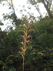 Elymus churchii