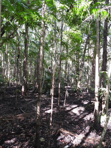 Carpentaria acuminata, photograph 3
