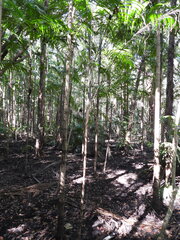 Carpentaria acuminata, photograph (c) Mark Clarke, some rights reserved (CC BY)