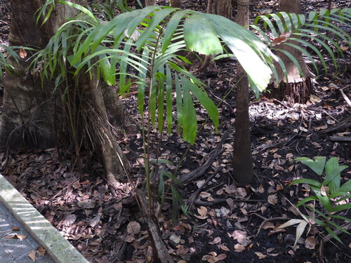 Carpentaria palm (Carpentaria acuminata)