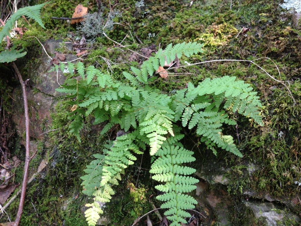 Appalachian Woodsia