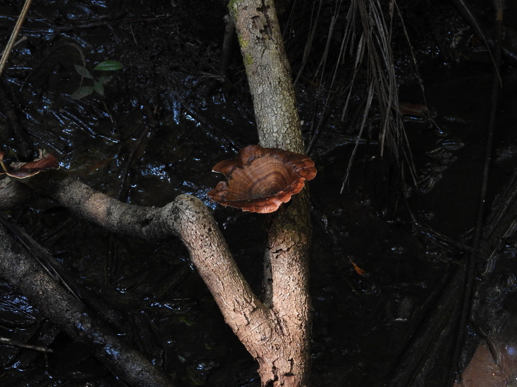 Microporus xanthopus · June 2025 · photo: © hatwise (iNaturalist, cc-by)
