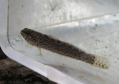 Etheostoma squamiceps
