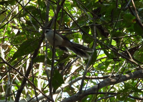 Arafura Fantail (Rhipidura dryas), photo 4