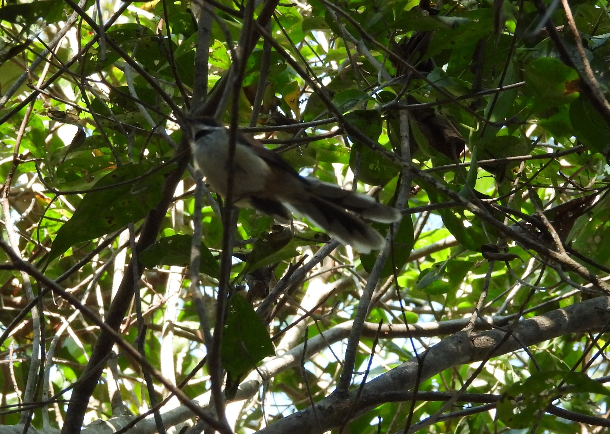 Arafura Fantail (Rhipidura dryas), photo 4
