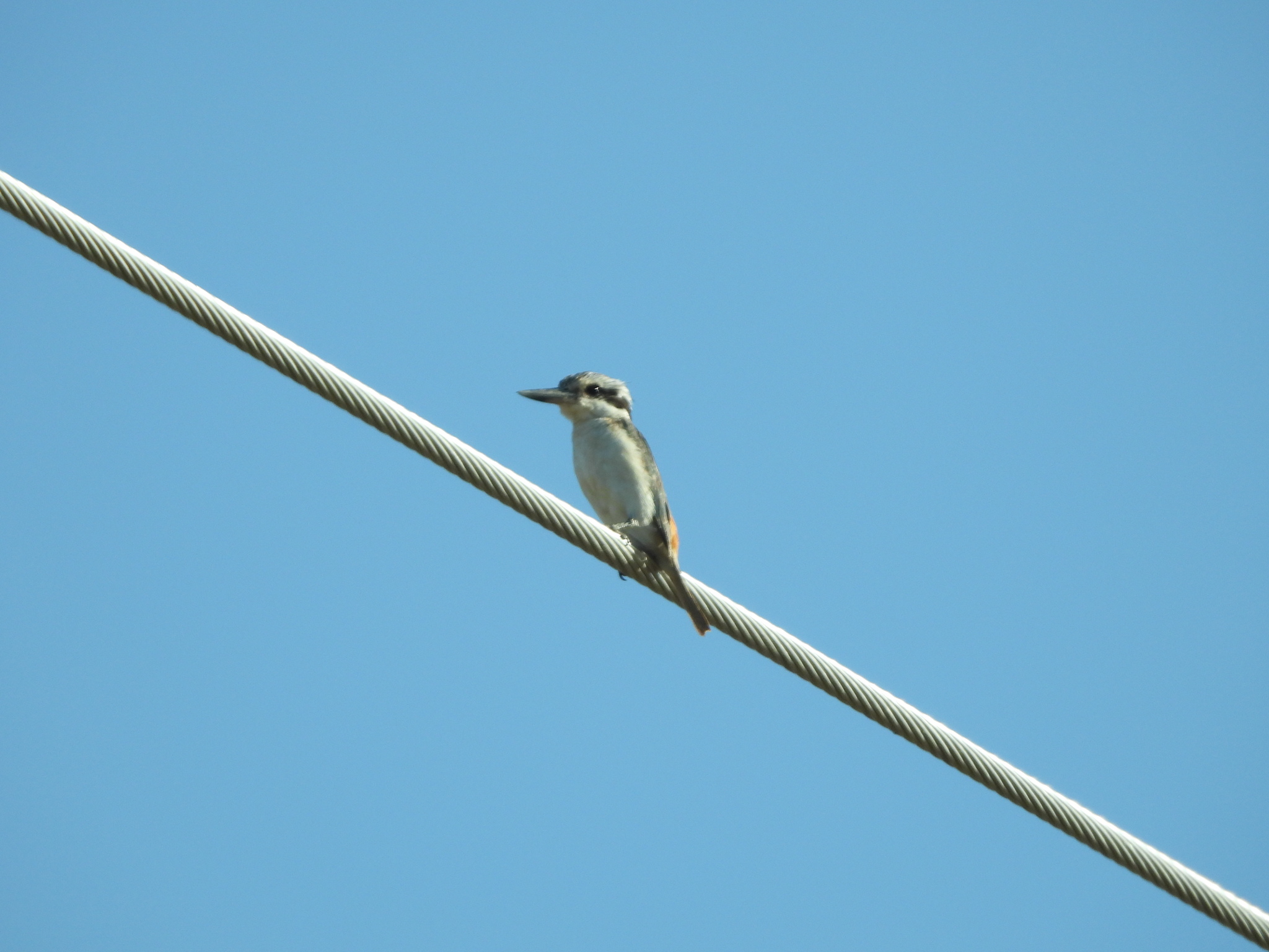 Red-backed Kingfisher (Todiramphus pyrrhopygius), photo 9