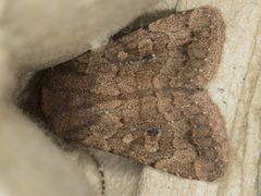 Nudorthodes variabilis