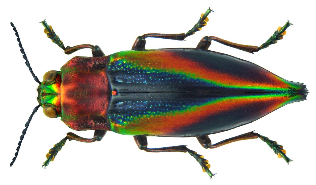Cyphogastra